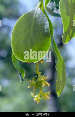 GUI (Loranthus europaeus), sammer look avec des fleurs, Chianti, Toscane, Italie Banque D'Images