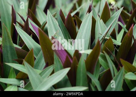 Tradescantia spathacea (plante d'huîtres, boulier, Moïse dans le berceau, adam hawa) avec un fond naturel. Banque D'Images