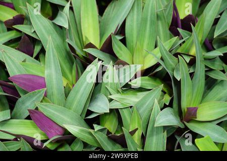 Tradescantia spathacea (plante d'huîtres, boulier, Moïse dans le berceau, adam hawa) avec un fond naturel. Banque D'Images