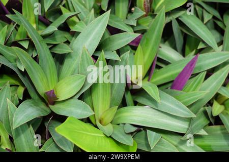 Tradescantia spathacea (plante d'huîtres, boulier, Moïse dans le berceau, adam hawa) avec un fond naturel. Banque D'Images