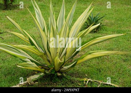 Agave americana Mediopicta (aussi appelé Agave americana, plante du siècle, maguey, aloès américain). Cette plante est connue pour être capable de provoquer des allergies Banque D'Images