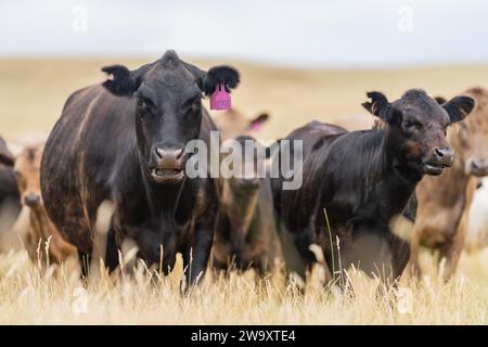 Haras Beef taureaux et vaches paissant sur l'herbe dans un champ, en Australie. manger du foin et de l'ensilage. les races comprennent murray grey, angus, brangus et wagyu. Banque D'Images