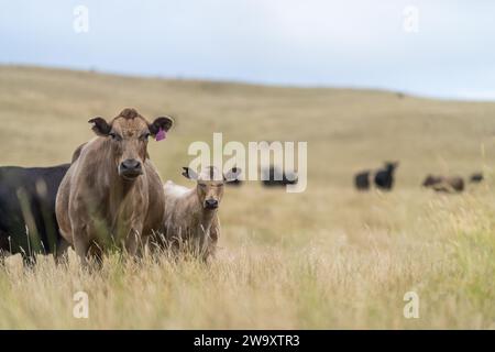 Haras Beef taureaux et vaches paissant sur l'herbe dans un champ, en Australie. manger du foin et de l'ensilage. les races comprennent murray grey, angus, brangus et wagyu. Banque D'Images