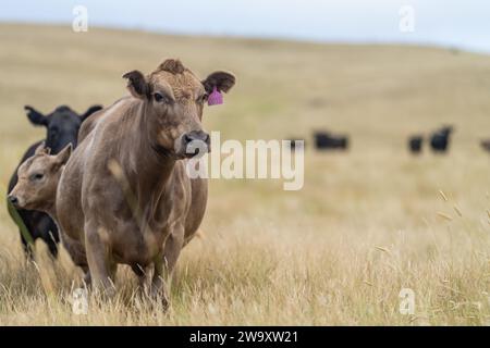 Haras Beef taureaux et vaches paissant sur l'herbe dans un champ, en Australie. manger du foin et de l'ensilage. les races comprennent murray grey, angus, brangus et wagyu. Banque D'Images