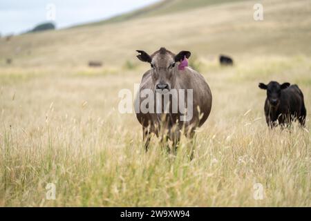 Haras Beef taureaux et vaches paissant sur l'herbe dans un champ, en Australie. manger du foin et de l'ensilage. les races comprennent murray grey, angus, brangus et wagyu. Banque D'Images