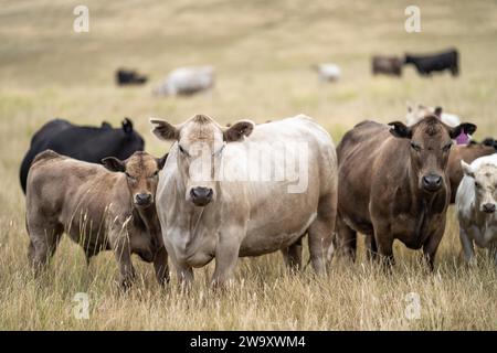 Haras Beef taureaux et vaches paissant sur l'herbe dans un champ, en Australie. manger du foin et de l'ensilage. les races comprennent murray grey, angus, brangus et wagyu. Banque D'Images