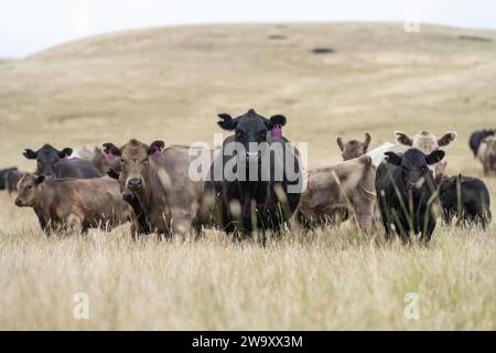 Haras Beef taureaux et vaches paissant sur l'herbe dans un champ, en Australie. manger du foin et de l'ensilage. les races comprennent murray grey, angus, brangus et wagyu. Banque D'Images