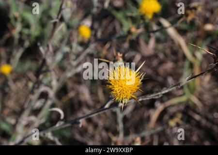 Centaurea solstitialis, chardon étoile jaune, composées. Une plante sauvage tirée à l'automne. Banque D'Images