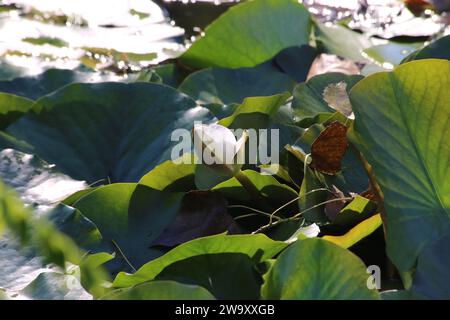 Nymphaea alba, Lys blanc, Nymphaeaceae. Une plante sauvage tirée à l'automne. Banque D'Images