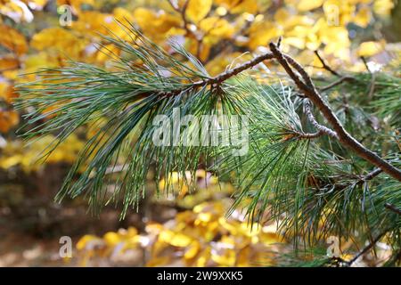 Pinus peuce, PIN macédonien, Pinaceae. Une plante sauvage tirée à l'automne. Banque D'Images
