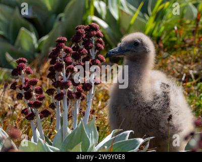 Poussin brun skua, Stercorarius antarcticus lonnbergi, dans les mégaherbes de l'île Macquarie, Australie Banque D'Images