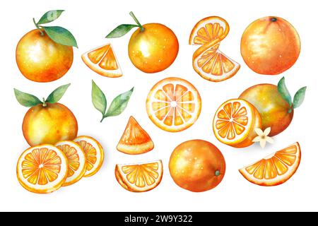 Ensemble de fruits orange de style aquarelle sur vecteur de fond blanc, chaque pièce peut séparer chacun Illustration de Vecteur