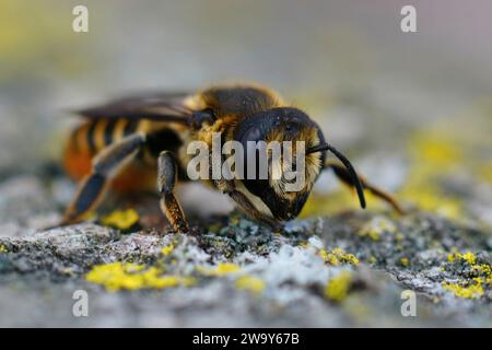 Gros plan facial détaillé sur une abeille méditerranéenne à la chevelure brune, Megachile melanopyga assis sur du bois Banque D'Images