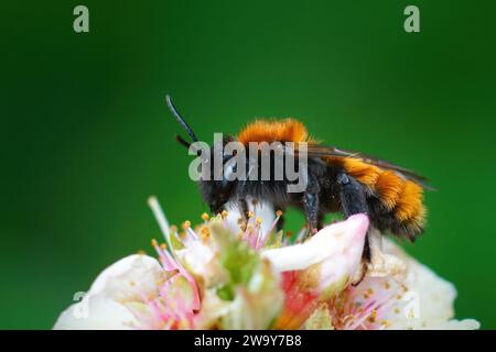 Gros plan détaillé sur une abeille minière Tawny femelle colorée rouge et noire, Andrena fulva assise sur une cerise blanche, fleur de Prunus Banque D'Images