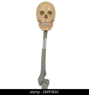 Head Skull Bone Staff isolé sur fond blanc Banque D'Images