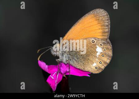 Rouge-brun Meadow Bird - Coenonypha Glycerion sur la fleur d'Un girofle chartreux - Dianthus Charthusianorum Banque D'Images