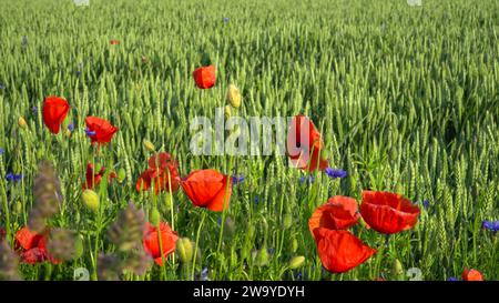 Une vue rapprochée de coquelicots avec des fleurs de seigle près d'un champ agricole avec des épis verts immatures d'orge pendant le solstice. La beauté des terres agricoles dans s Banque D'Images