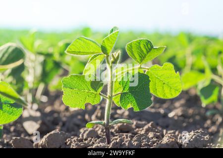 Glycine max, soja, germe de soja culture de soja à l'échelle industrielle. Jeunes plants de soja avec des fleurs sur le champ cultivé de soja. Agricul Banque D'Images