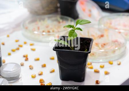 Culture du blé et des haricots en laboratoire. Technologies intelligentes dans l'agriculture.. Banque D'Images