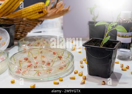 Culture du blé et des haricots en laboratoire. Technologies intelligentes dans l'agriculture.. Banque D'Images