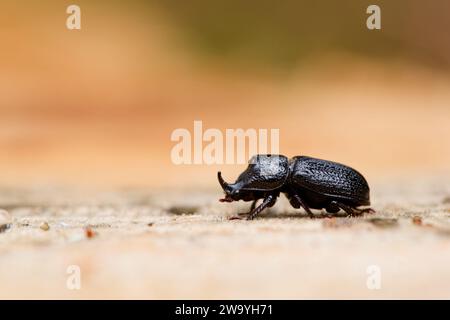 Scarabée de rhinocéros mâle (Sinodendron cylindricum) Banque D'Images