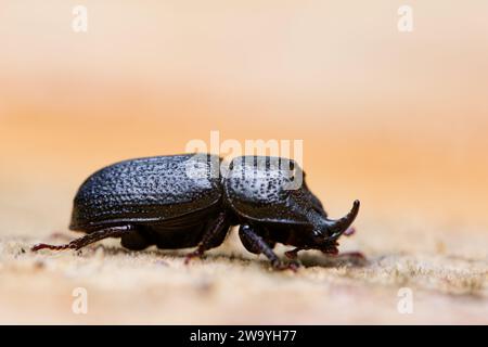 Scarabée de rhinocéros mâle (Sinodendron cylindricum) Banque D'Images