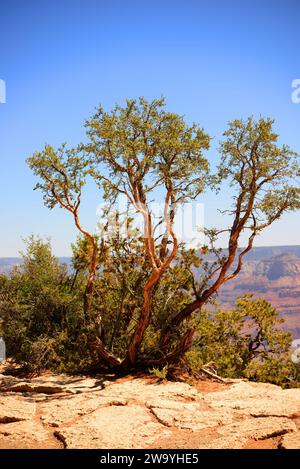 En fin d'après-midi, dans le Grand Canyon Arizona, avec un brave pin sur le bord Banque D'Images