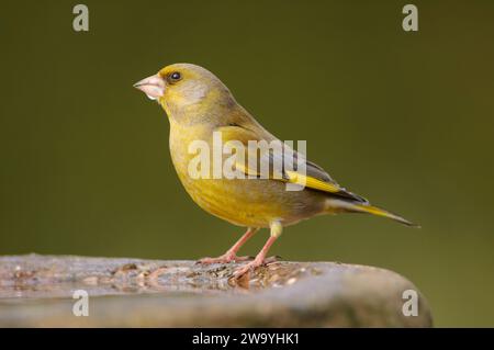 Vert européen Carduelis chloris, mâle buvant dans un bain d'oiseaux dans un jardin, comté de Durham, Angleterre, Royaume-Uni, mars. Banque D'Images