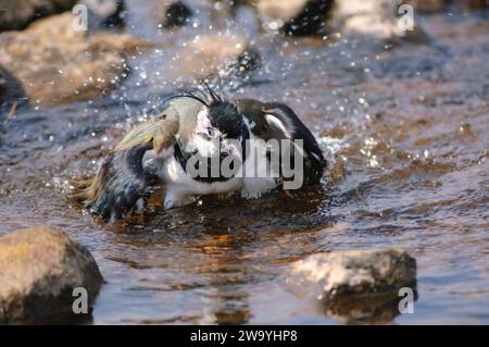 vanneau du Nord Vanellus vanellus, baignade mâle dans le ruisseau des landes, Teesdale, comté de Durham, Angleterre, Royaume-Uni, mai. Banque D'Images