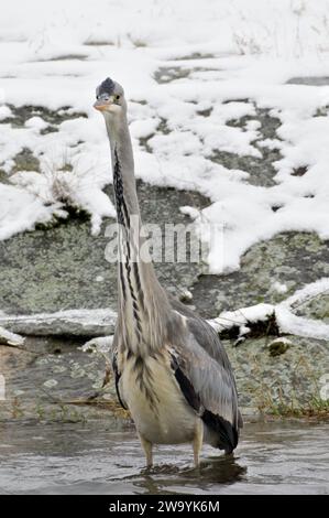 Ardea cinerea aka héron gris. Oiseau mangeur de poisson majestueux dans son habitat. Debout dans la rivière Becva à Roznov pod Radhostem. république tchèque nature en Wint Banque D'Images