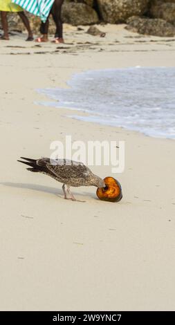 Mouettes et oiseaux sur la plage tôt le matin Banque D'Images