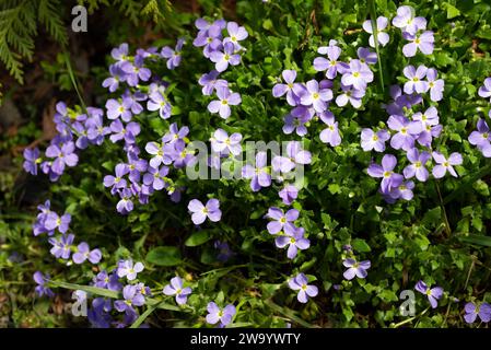 Aubrieta bleu fleuri au printemps dans le jardin. Banque D'Images