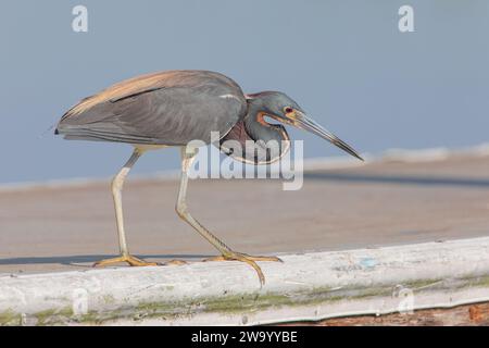 Héron tricolore (Egretta tricolor) à la chasse aux proies du lac Kissimmee, Floride, États-Unis Banque D'Images