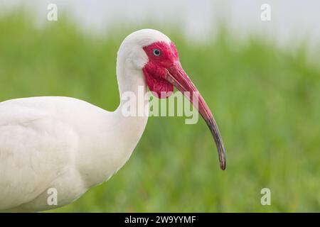 American White Ibis (Eudocimus albus) marchant dans l'herbe, portrait de tête au lac Morton, Floride, USA Banque D'Images