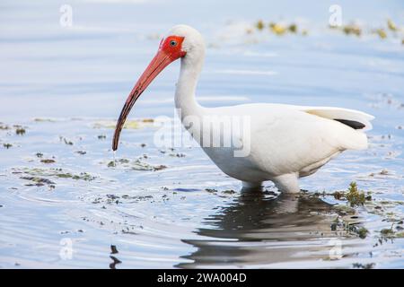 American White Ibis (Eudocimus albus) recherche de nourriture dans l'eau à Lake Parker, Floride, États-Unis Banque D'Images