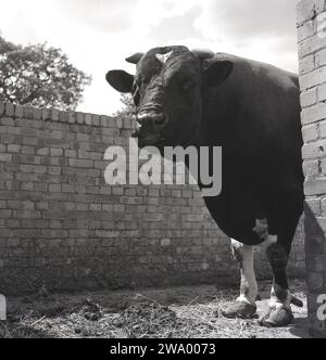 Années 1950, historique, un gros taureau, peut-être un Holstein Friesian, debout dans la cour de la ferme par le mur..effrayant! Les taureaux sont de grands animaux musclés et agressifs et ont besoin de précautions extrêmes lorsqu'ils sont à la main, Banque D'Images