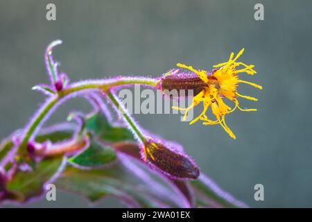 Macro image de la fleur jaune d'une plante de Gymura à feuilles violette-vert (Gymura aurantiaca). Banque D'Images