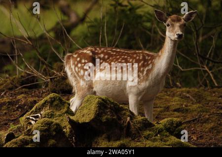 Cerf de jachère à Lochbuie sur l'île de Mull, en Écosse, au Royaume-Uni Banque D'Images