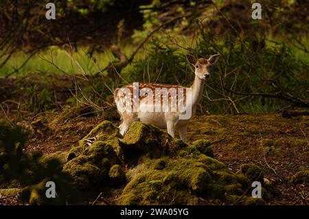 Cerf de jachère à Lochbuie sur l'île de Mull, en Écosse, au Royaume-Uni Banque D'Images