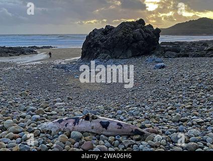 Swansea, Royaume-Uni. 31 décembre 2023. Un marsouin mort est échoué à Rotherslade Bay à Swansea cet après-midi dans le temps orageux Credit : Phil Rees/Alamy Live News Banque D'Images