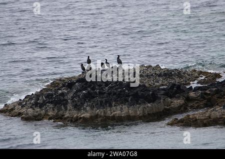 Cormoran perché sur des colonnes de basalte hexagonales situées sur la péninsule d'Ardmeanach sur l'île des Herbrides intérieures de Mull, Écosse, Royaume-Uni Banque D'Images