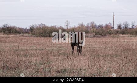 Un cheval brun avec un visage blanc se tient au point ; un autre cheval broute en arrière-plan. Banque D'Images