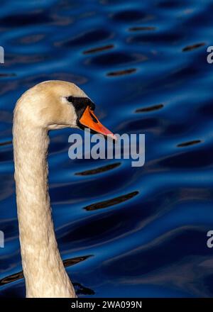 Cygnus spp., le cygne blanc adulte, orne les eaux sereines avec une élégance royale. Son plumage immaculé et sa présence gracieuse en font un symbole de beauté et Banque D'Images