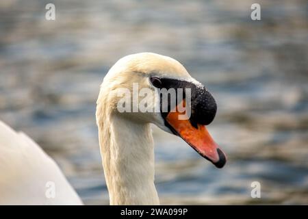 Cygnus spp., le cygne blanc adulte, orne les eaux sereines avec une élégance royale. Son plumage immaculé et sa présence gracieuse en font un symbole de beauté et Banque D'Images