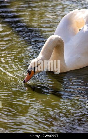 Cygnus spp., le cygne blanc adulte, orne les eaux sereines avec une élégance royale. Son plumage immaculé et sa présence gracieuse en font un symbole de beauté et Banque D'Images