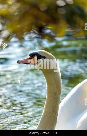 Cygnus spp., le cygne blanc adulte, orne les eaux sereines avec une élégance royale. Son plumage immaculé et sa présence gracieuse en font un symbole de beauté et Banque D'Images