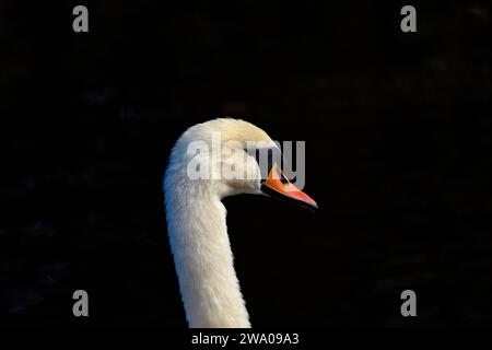 Cygnus spp., le cygne blanc adulte, orne les eaux sereines avec une élégance royale. Son plumage immaculé et sa présence gracieuse en font un symbole de beauté et Banque D'Images