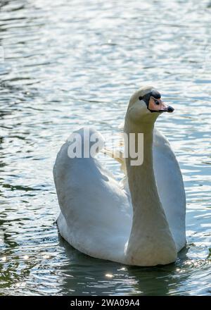 Cygnus spp., le cygne blanc adulte, orne les eaux sereines avec une élégance royale. Son plumage immaculé et sa présence gracieuse en font un symbole de beauté et Banque D'Images