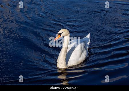 Cygnus spp., le cygne blanc adulte, orne les eaux sereines avec une élégance royale. Son plumage immaculé et sa présence gracieuse en font un symbole de beauté et Banque D'Images