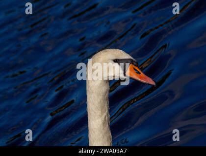 Cygnus spp., le cygne blanc adulte, orne les eaux sereines avec une élégance royale. Son plumage immaculé et sa présence gracieuse en font un symbole de beauté et Banque D'Images